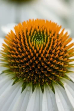 Echinacea purpurea White Swan - Zonnehoed