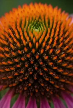 Echinacea purpurea - Zonnehoed
