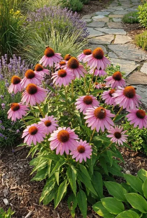 Echinacea purpurea - Zonnehoed
