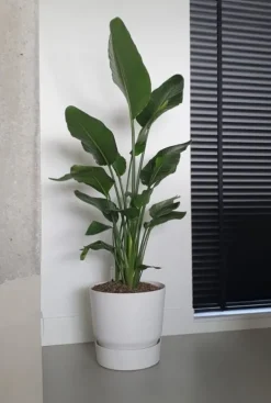 Elho Greenville Pot - wit