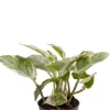 Epipremnum Aureum Njoy - Stekje