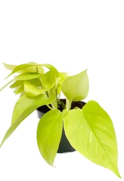 Epipremnum Golden Pothos - Epipremnum
