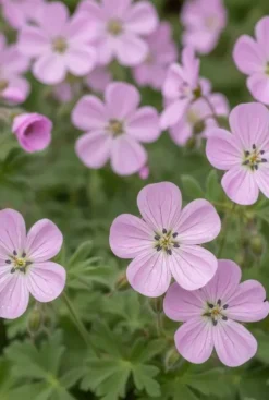 Erodium variabile Bishops Form - Reigersbek