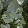 Eucalyptus Gunnii Azura - Eucalyptus