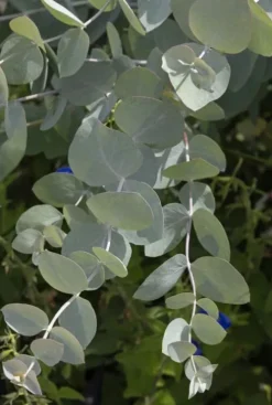 Eucalyptus Gunnii Azura - Eucalyptus