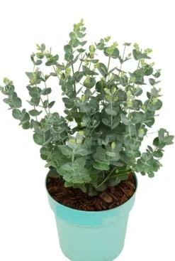 Eucalyptus Gunnii Azura - Eucalyptus