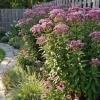 Eupatorium purpureum - Koninginnekruid