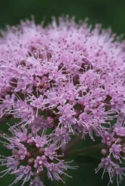 Eupatorium purpureum - Koninginnekruid