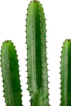 Euphorbia acruensis - Wolfsmelk