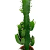 Euphorbia acrurensis - Wolfsmelk