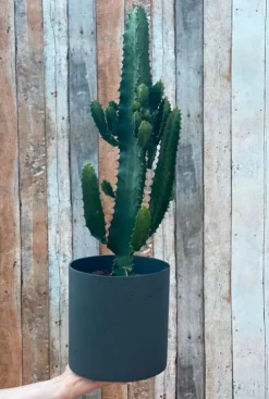 Euphorbia acrurensis - Wolfsmelk