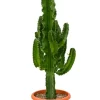 Euphorbia erytrea - Wolfsmelk