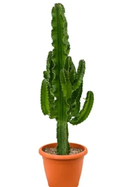 Euphorbia erytrea - Wolfsmelk