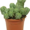 Euphorbia Fruticosa Inermis - Wolfsmelk
