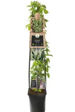 Fallopia Aubertii - Duizendknoop