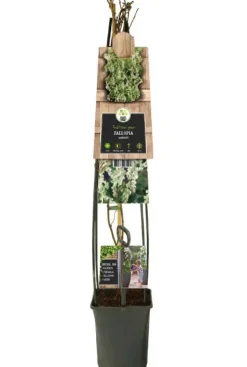 Fallopia Aubertii - Duizendknoop