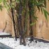 Fargesia nitida Black Pearl - Niet woekerende bamboe
