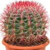 Ferocactus stainesii - Schoonmoederstoel