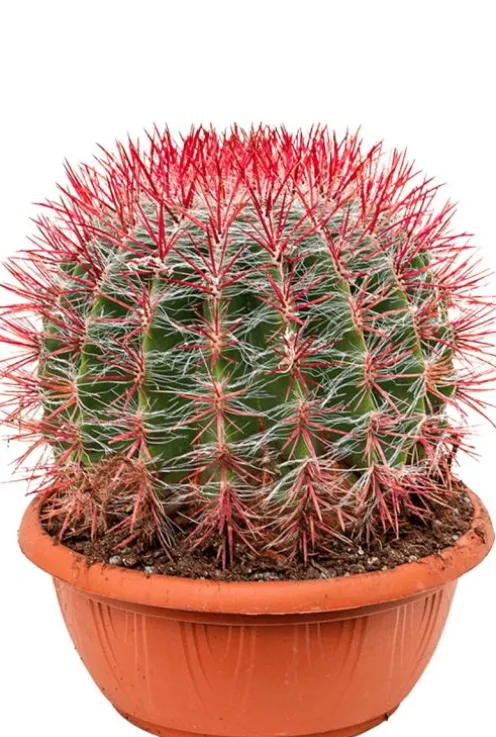 Ferocactus stainesii - Schoonmoederstoel