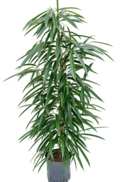 Ficus alii - Rubberboom