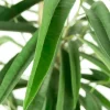 Ficus alii - Rubberboom