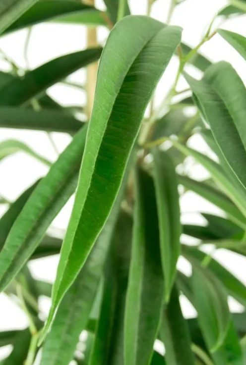 Ficus alii - Rubberboom