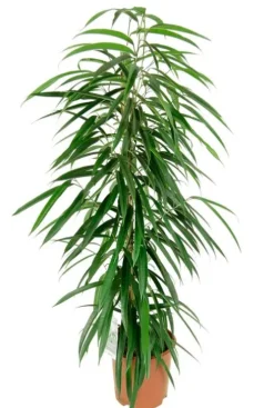 Ficus alii - Rubberboom