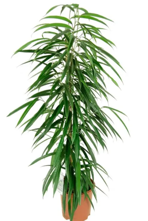 Ficus alii - Rubberboom