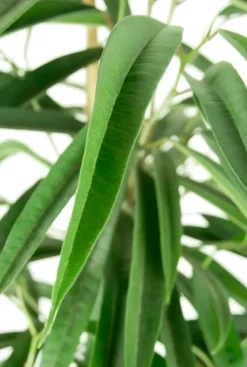 Ficus alii - Rubberboom