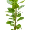 Ficus altissima Yellow - Rubberboom