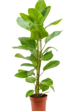 Ficus altissima Yellow - Rubberboom