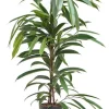 Ficus amstel king - Rubberboom