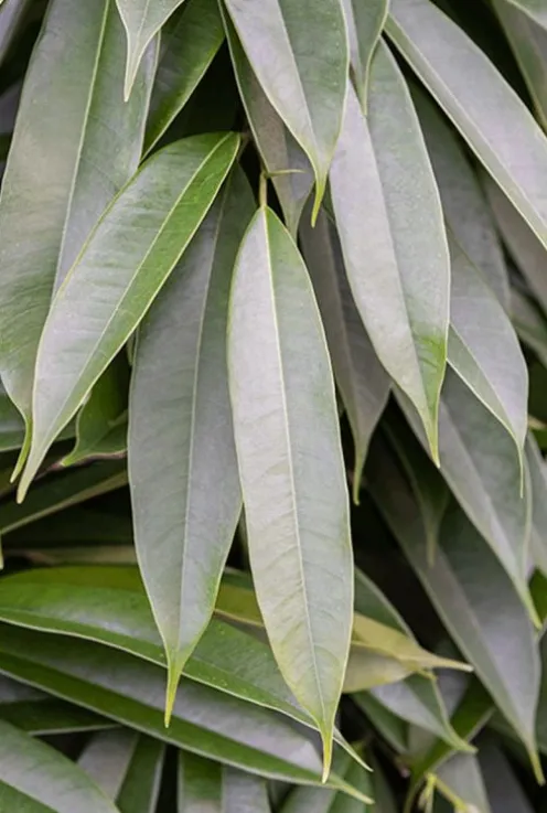 Ficus amstel king - Rubberboom