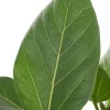 Ficus benghalensis audrey - Rubberboom