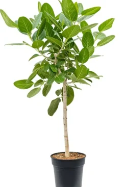 Ficus benghalensis audrey - Rubberboom