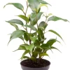 Ficus benjamina Natasja - Stekje