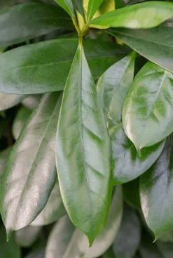 Ficus cyathistipula - Rubberboom