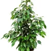 Ficus danielle - Rubberboom