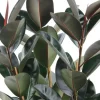 Ficus Elastica Abidjan - Rubberplant