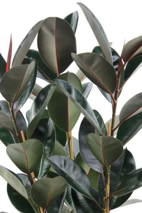 Ficus Elastica Abidjan - Rubberplant