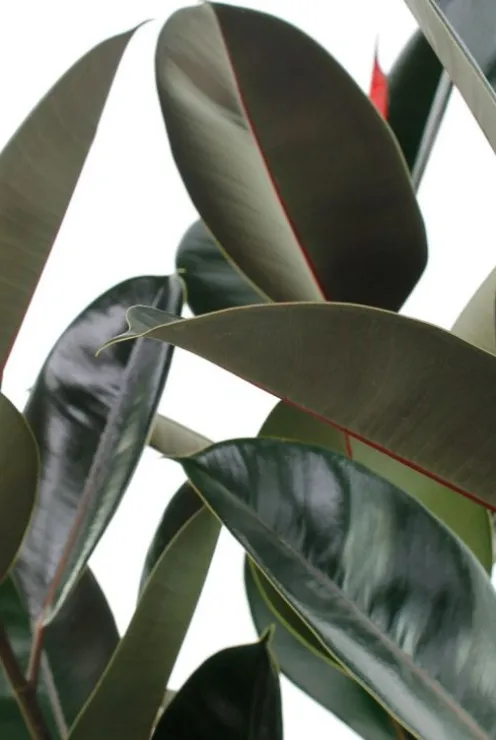 Ficus Elastica Abidjan - Rubberplant
