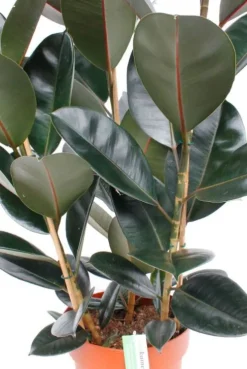 Ficus Elastica Abidjan - Rubberplant