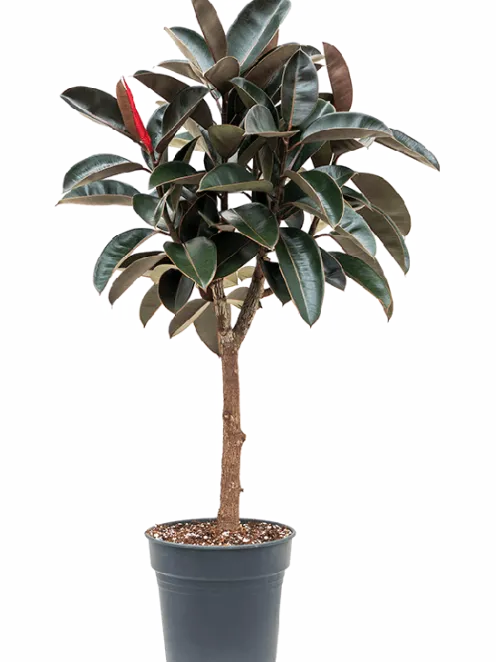 Ficus elastica 'Abidjan' - Rubberboom