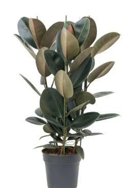 Ficus elastica abidjan - Rubberplant