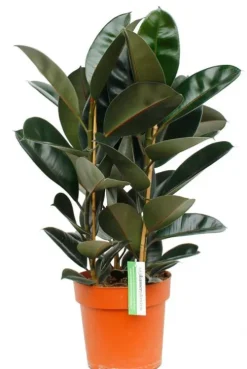 Ficus elastica abidjan - Rubberplant