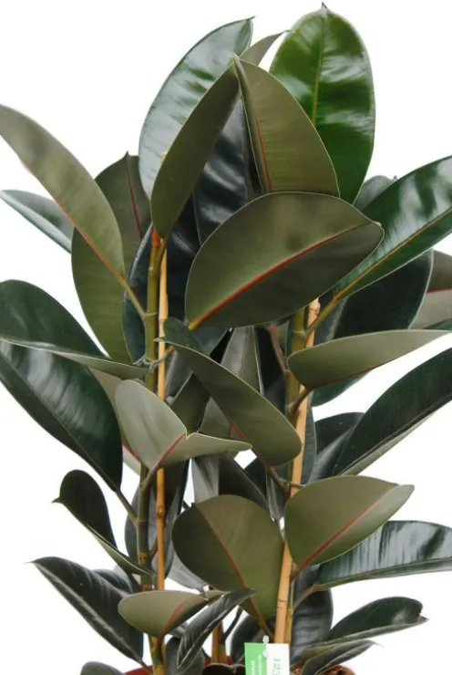 Ficus elastica abidjan - Rubberplant