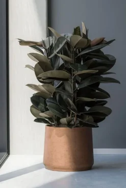 Ficus elastica abidjan - Rubberplant