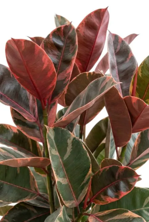 Ficus Elastica Belize - Bonte Rubberboom
