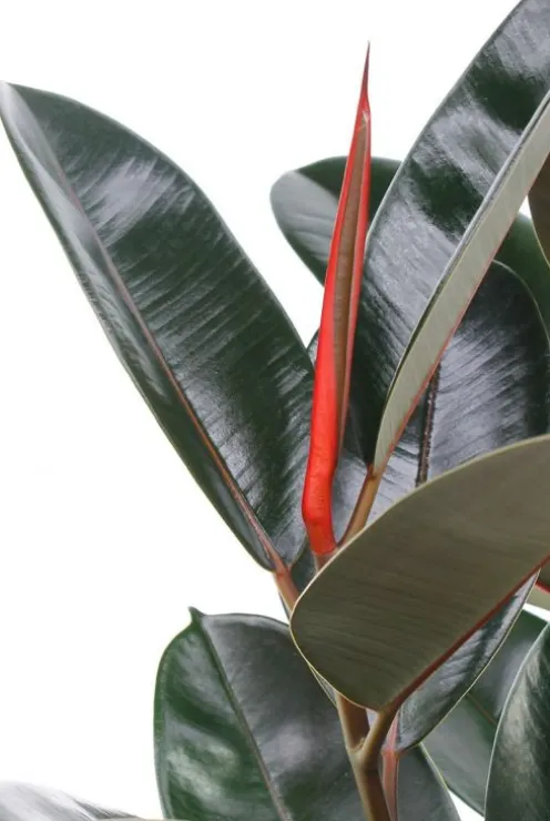 Ficus elastica Robusta - Rubberplant