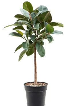 Ficus elastica Robusta - Rubberplant